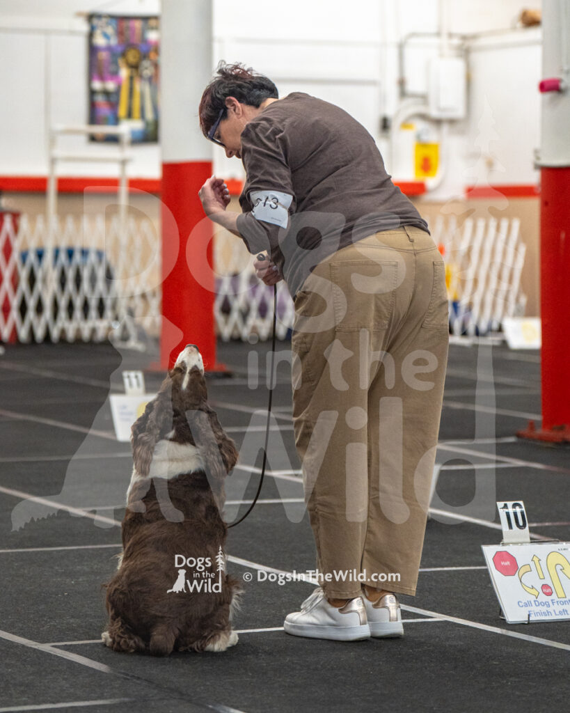 AKC Rally Photography, Glens Falls NY Kennel Club