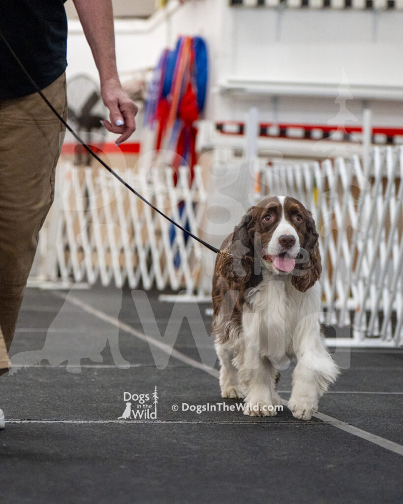 AKC Rally Photography, Glens Falls NY Kennel Club