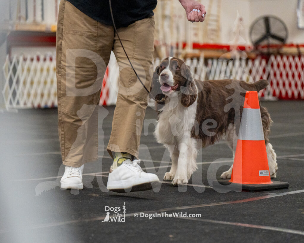 AKC Rally Photography, Glens Falls NY Kennel Club