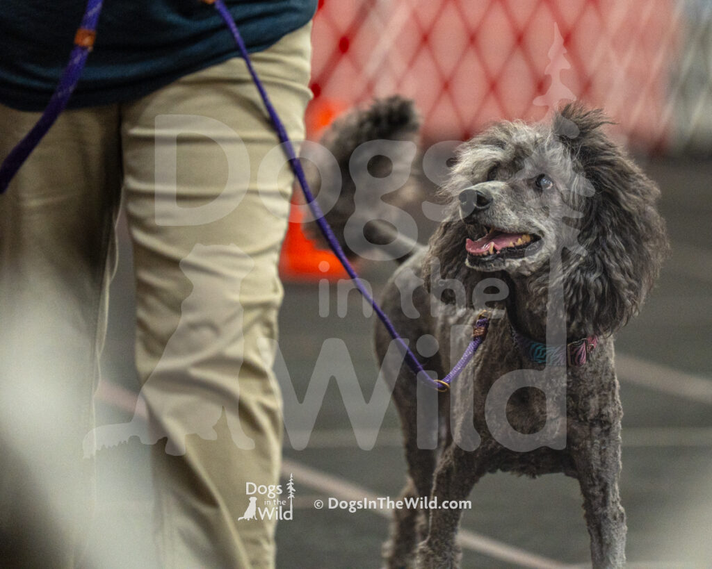 AKC Rally Photography, Glens Falls NY Kennel Club