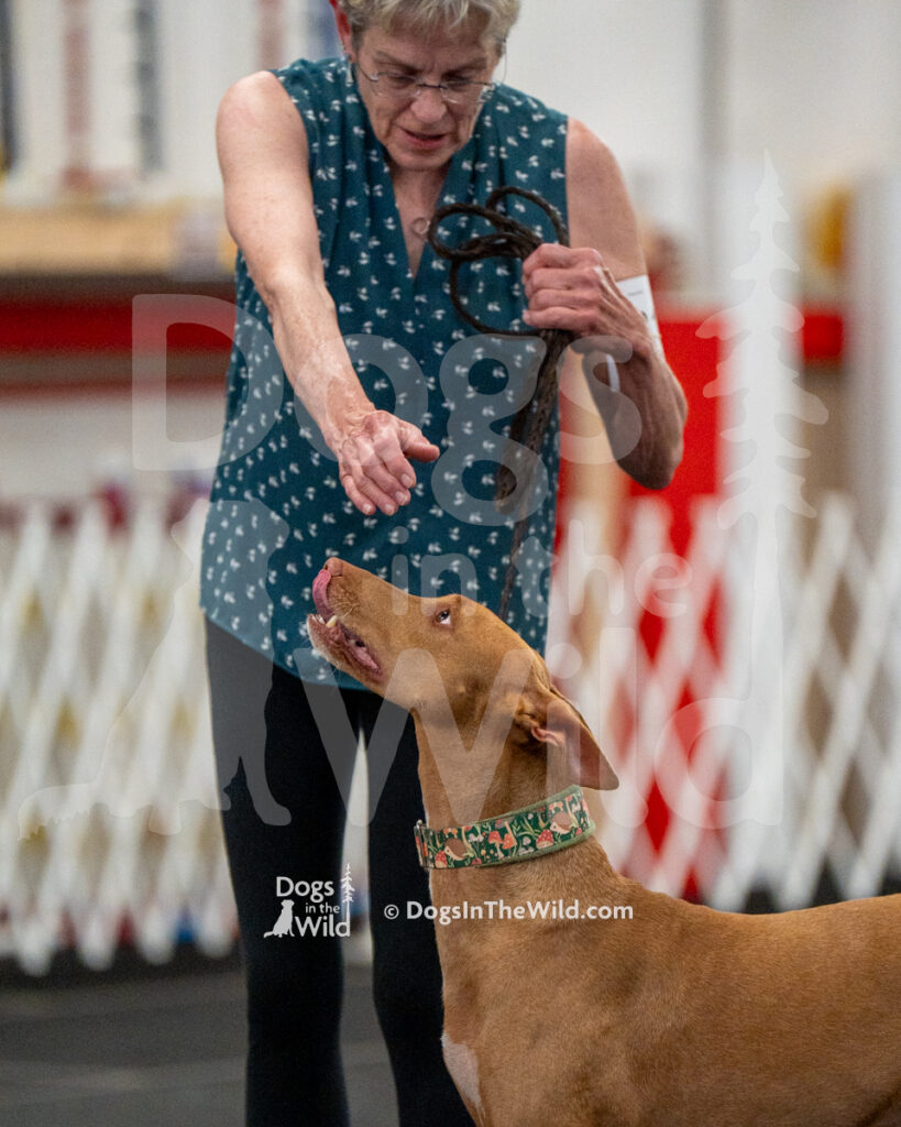 AKC Rally Photography, Glens Falls NY Kennel Club