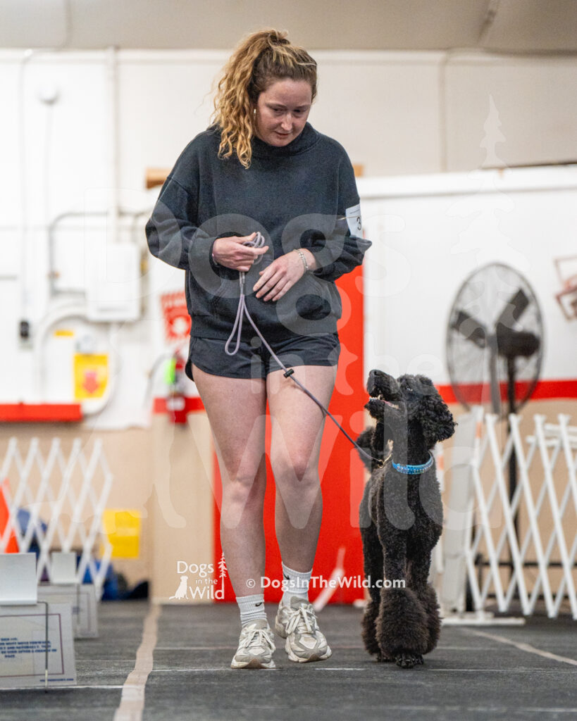 AKC Rally Photography, Glens Falls NY Kennel Club