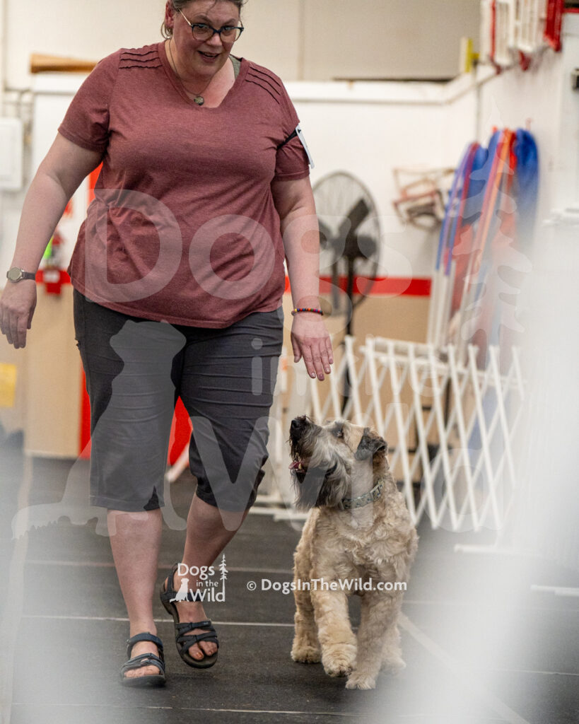 AKC Rally Photography, Glens Falls NY Kennel Club