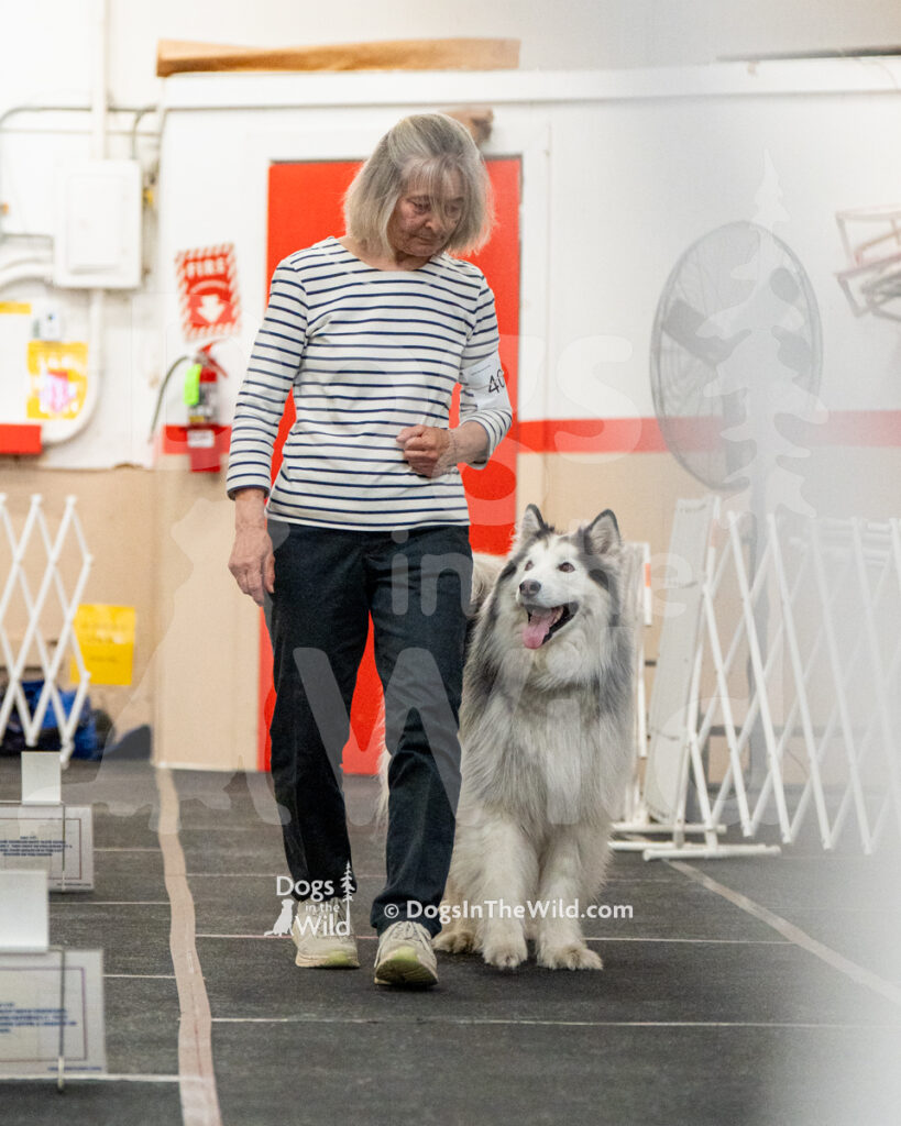 AKC Rally Photography, Glens Falls NY Kennel Club