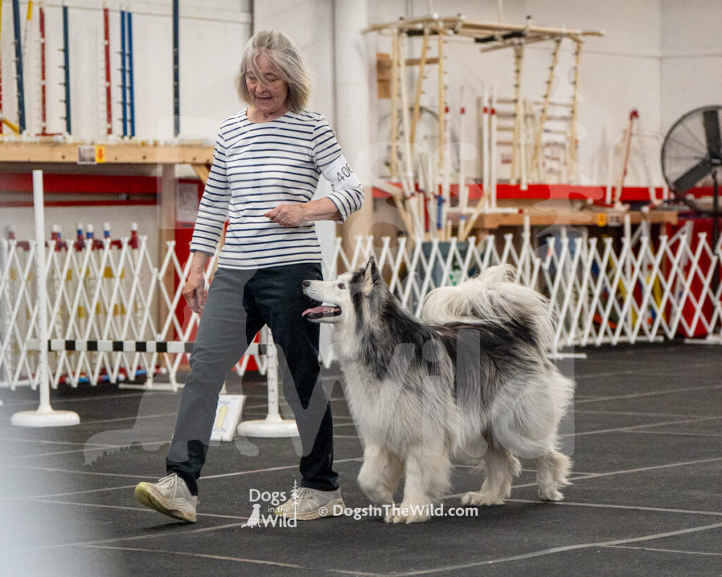 AKC Rally Photography, Glens Falls NY Kennel Club