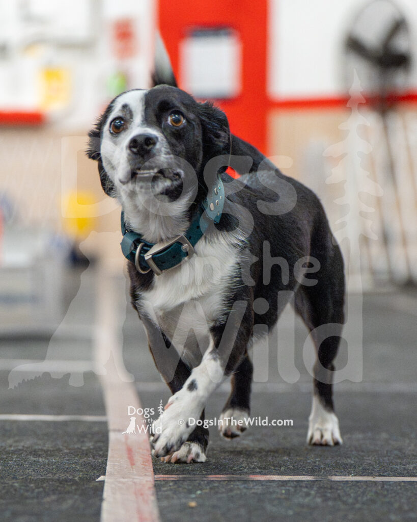 AKC Rally Photography, Glens Falls NY Kennel Club