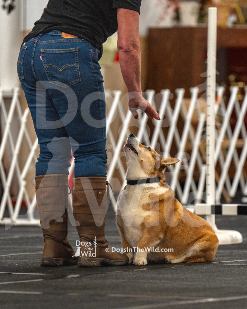 AKC Rally Photography, Glens Falls NY Kennel Club