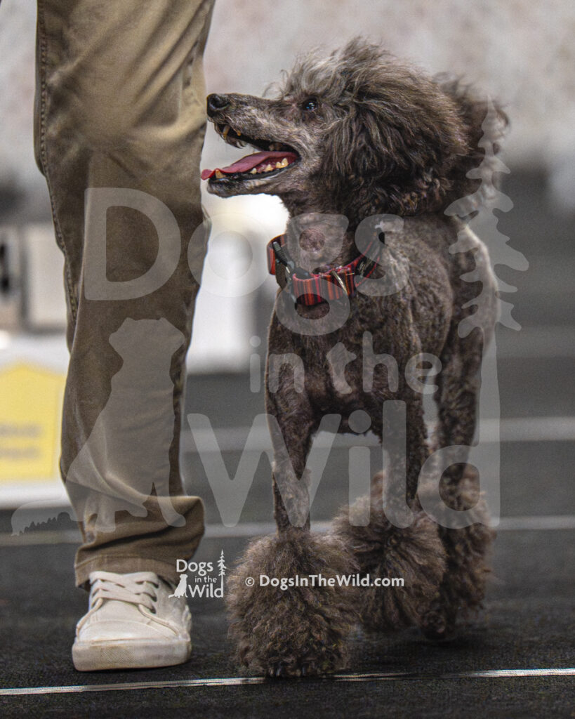 AKC Rally Photography, Glens Falls NY Kennel Club