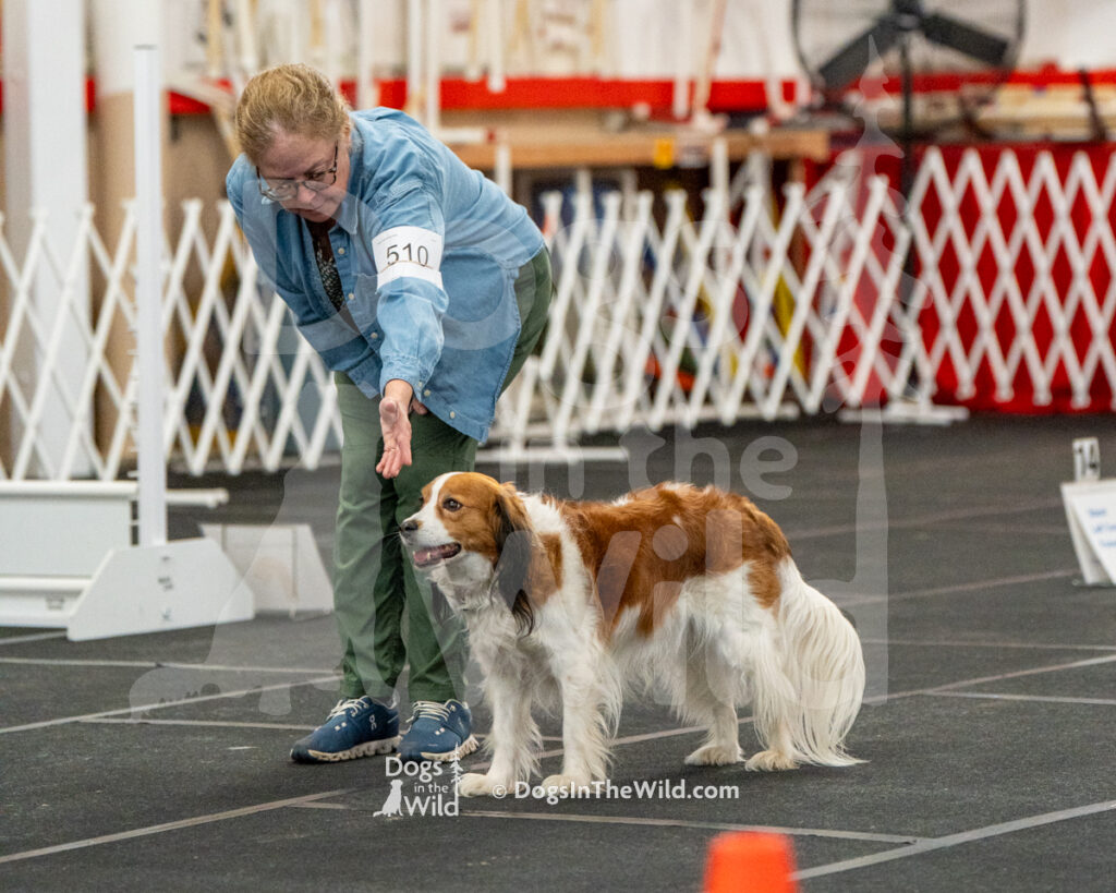 AKC Rally Photography, Glens Falls NY Kennel Club