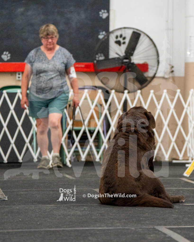 AKC Rally Photography, Glens Falls NY Kennel Club