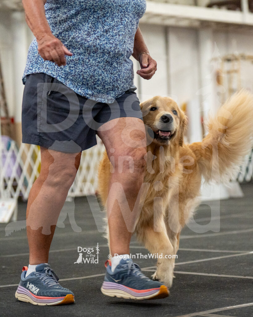 AKC Rally Photography, Glens Falls NY Kennel Club