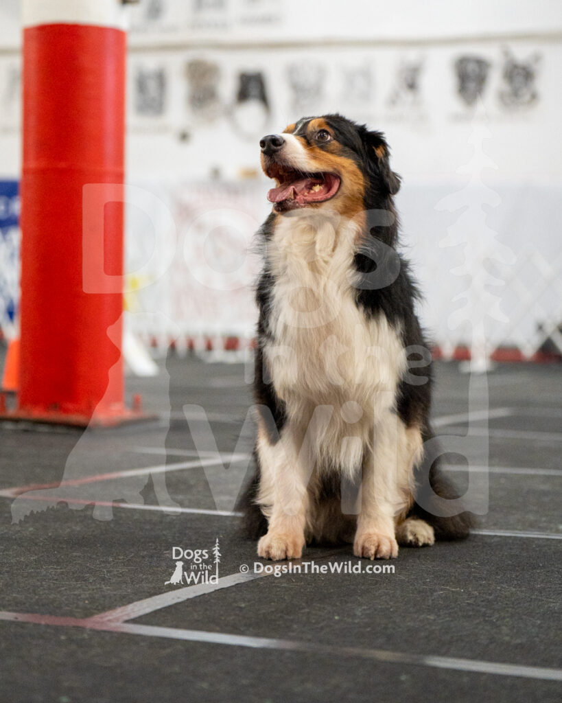 AKC Rally Photography, Glens Falls NY Kennel Club