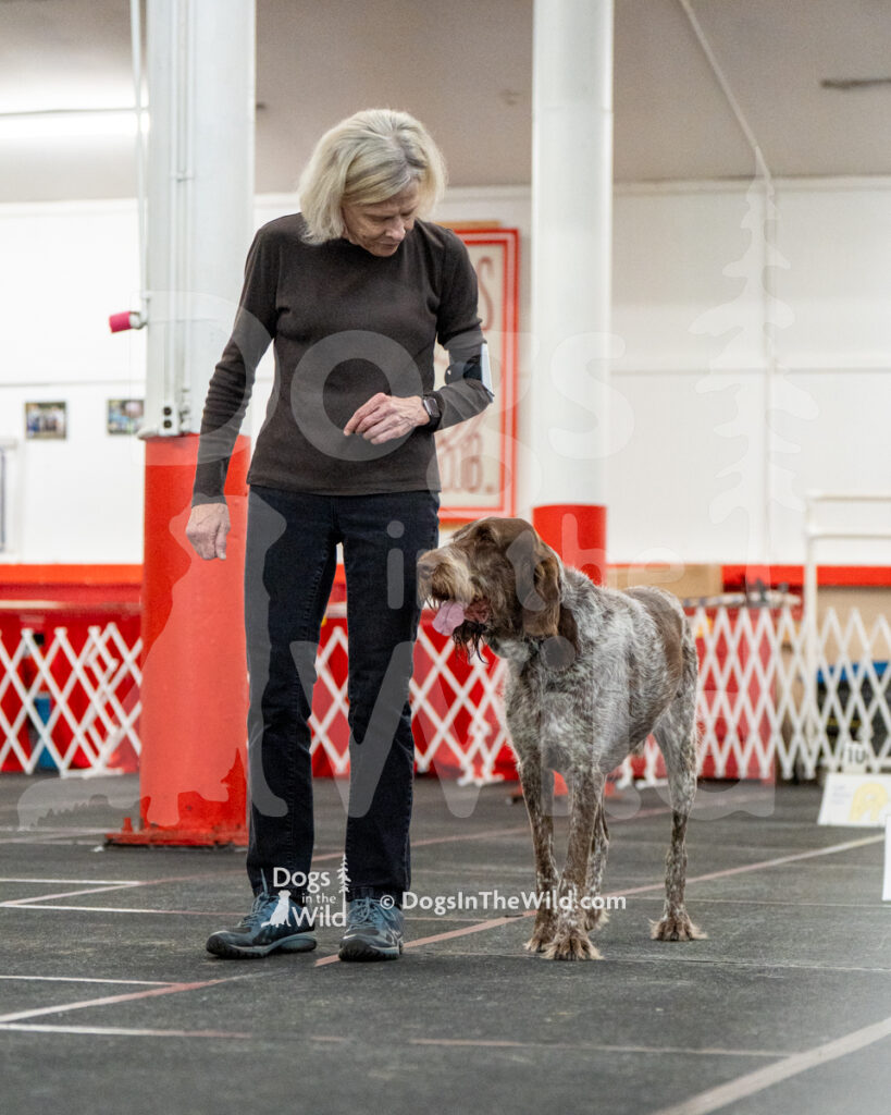 AKC Rally Photography, Glens Falls NY Kennel Club