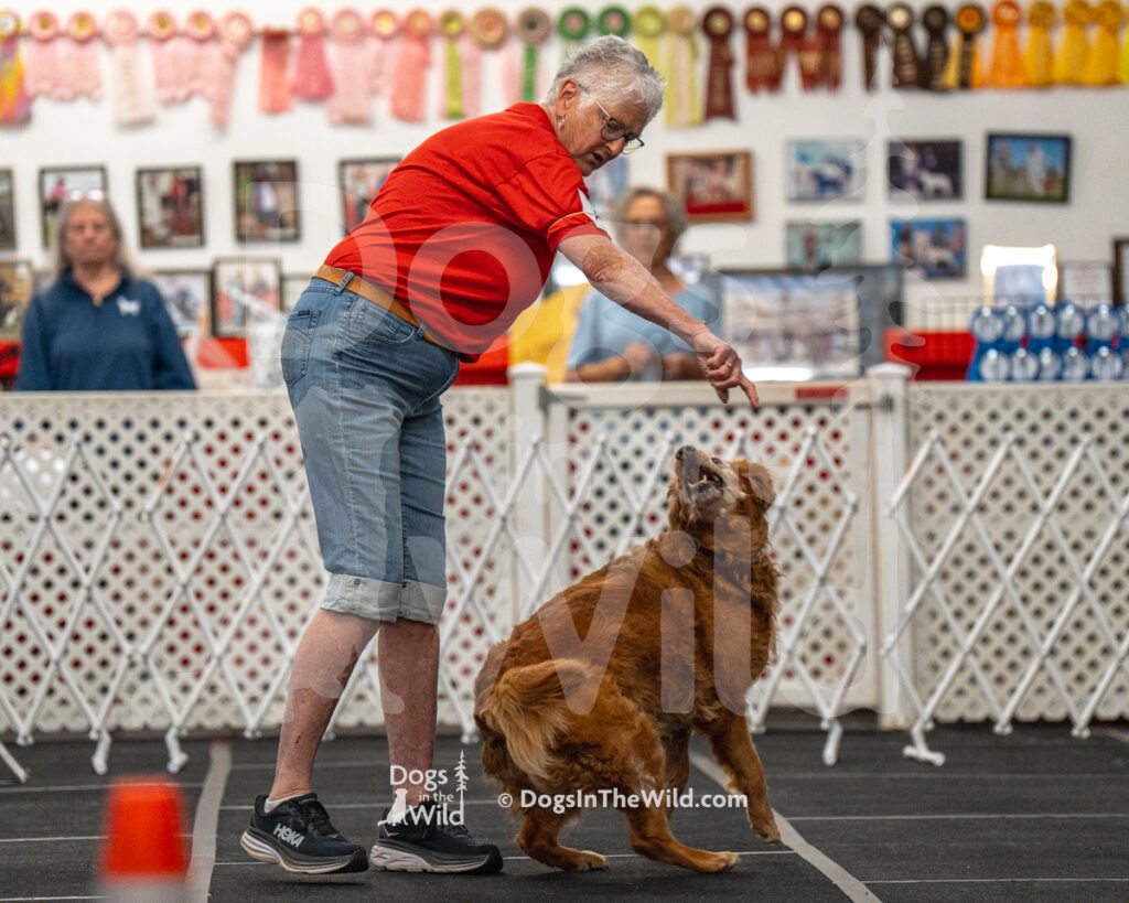 AKC Rally Photography, Glens Falls NY Kennel Club
