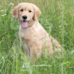 Puppy-Portraits-GFKC-1