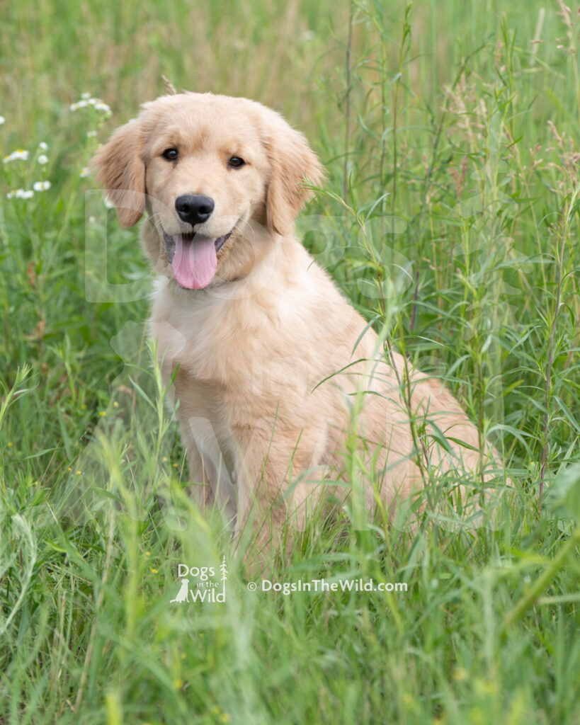 Puppy-Portraits-GFKC-1
