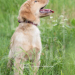 Puppy-Portraits-GFKC-2