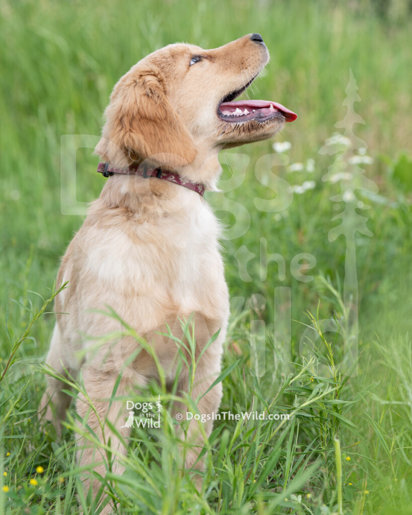 Puppy-Portraits-GFKC-2