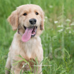 Puppy-Portraits-GFKC-3