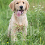 Puppy-Portraits-GFKC-4