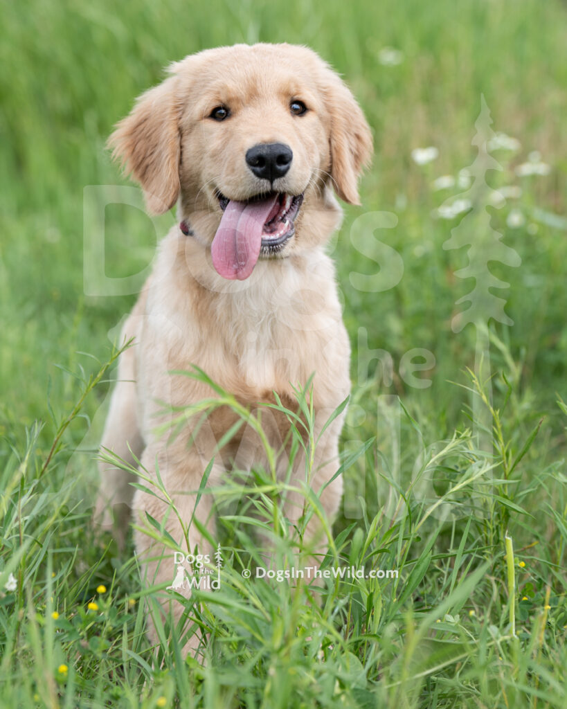 Puppy-Portraits-GFKC-4