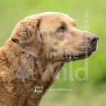 BY-DOG-718-PRC-2