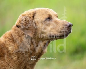 Penobscot Hunting Retriever Club - 2026 HUNT TEST