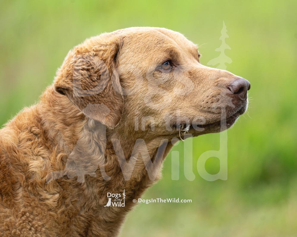 Maine Dog Photography - Chesapeake Bay Retriever by Mike Hosier
