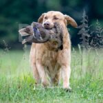 BY-DOG-718-PRC-4