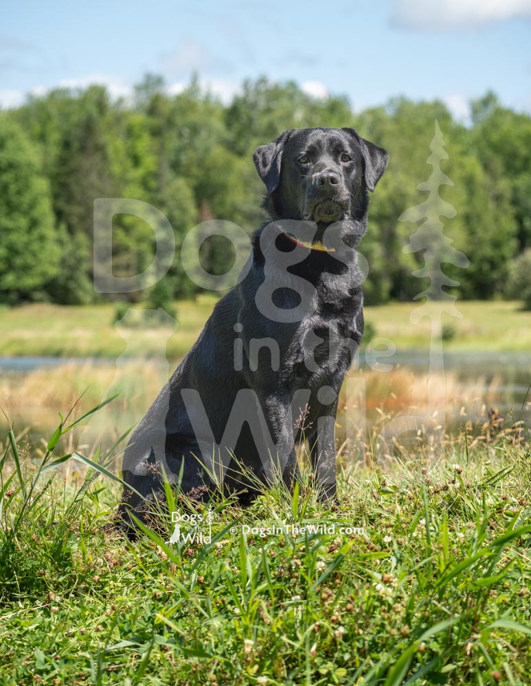 Doyons-Duke-1