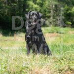 Doyons-Duke-2