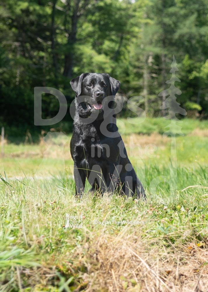 Doyons-Duke-2