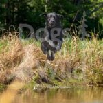 Doyons-Duke-6