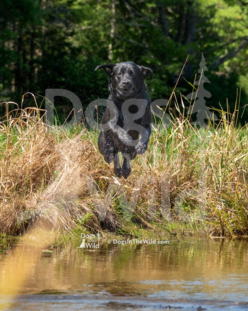 Doyons-Duke-6