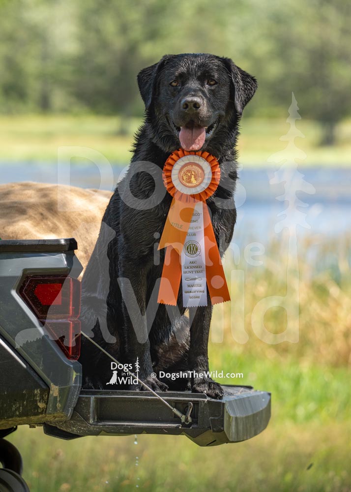 Penobscot Retriever Club in Maine, Master Hunter New Title, Black Lab on tailgate of ATV