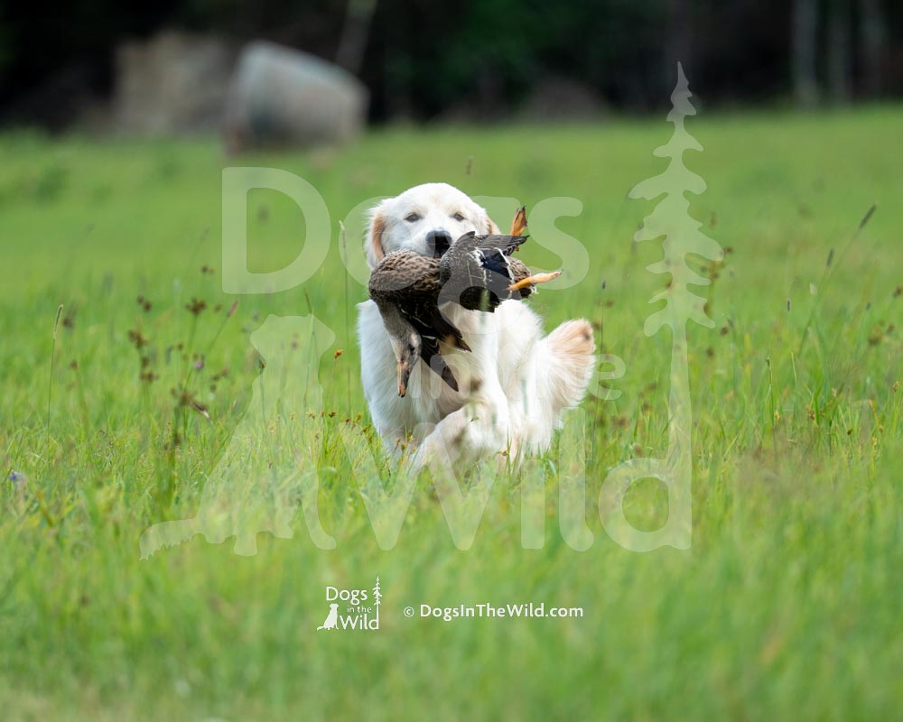 Maine Dog Photography - Golden Retriever by Mike Hosier