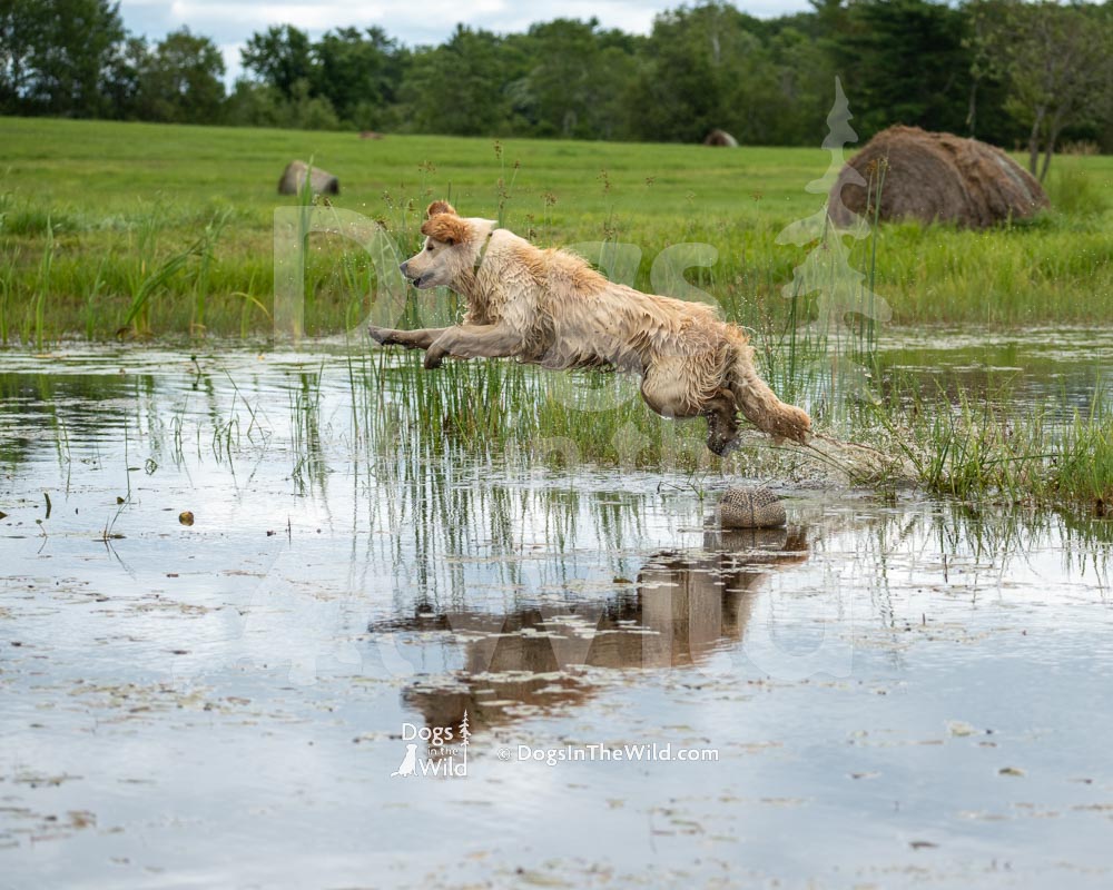 Maine Dog Photography - Golden Retriever by Mike Hosier