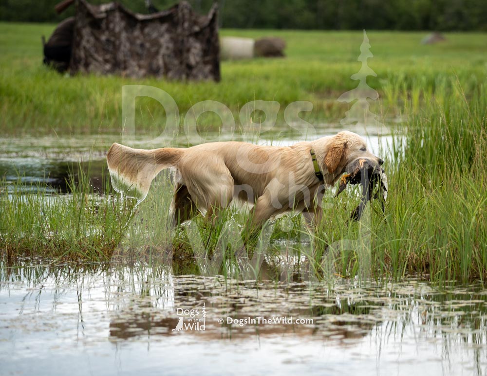 Maine Dog Photography - Golden Retriever by Mike Hosier