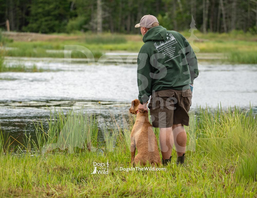 Penobscot Retriever Club, Yellow Lab by Mike Hosier