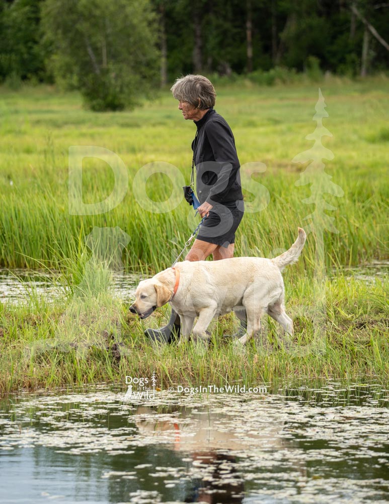 Penobscot Retriever Club, Maine, Yellow Lab by Mike Hosier