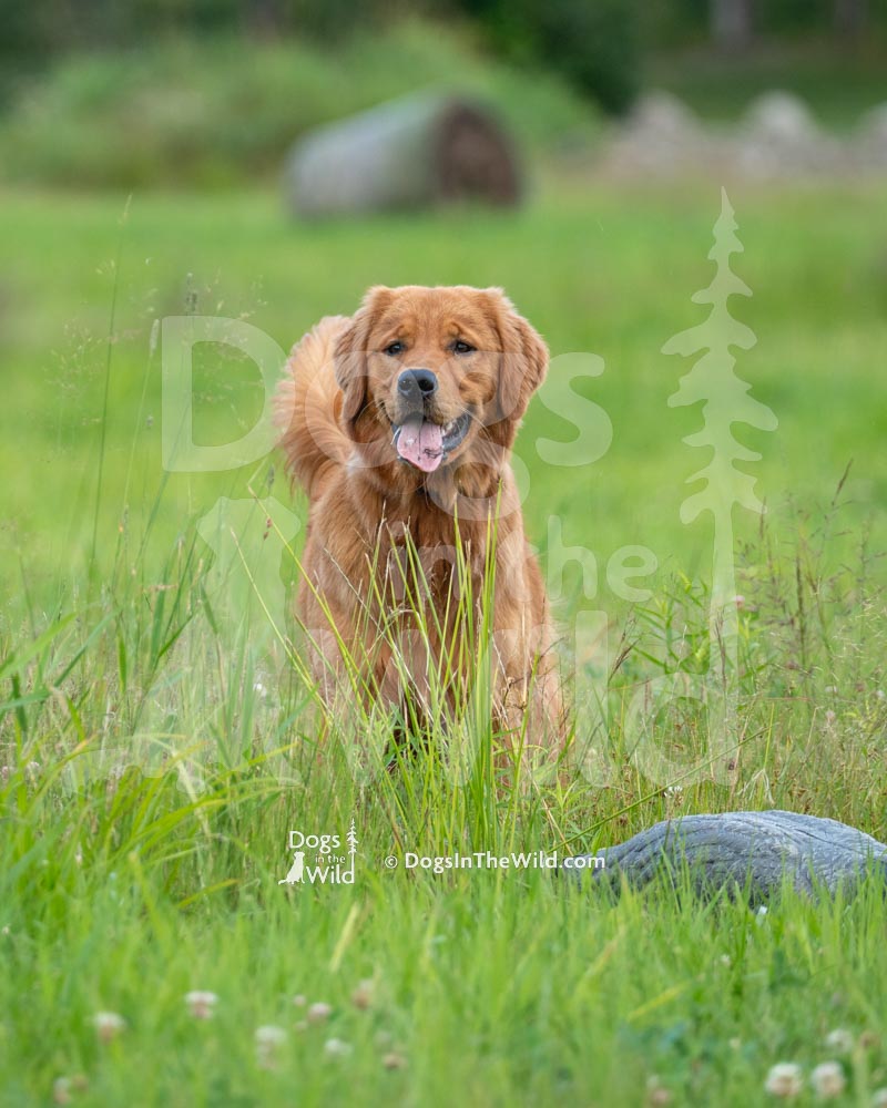 Maine Dog Photography - Golden Retriever in field by Mike Hosier