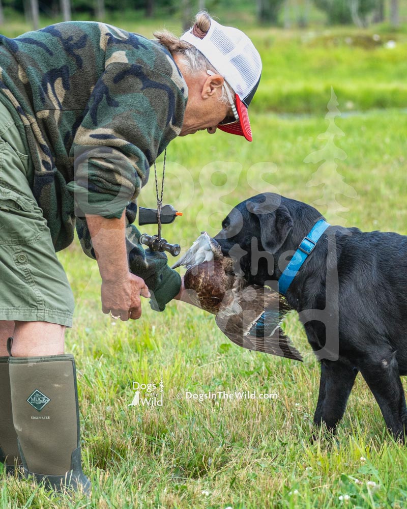 Maine Retriever Club, Hunt Test Photography by Mike Hosier