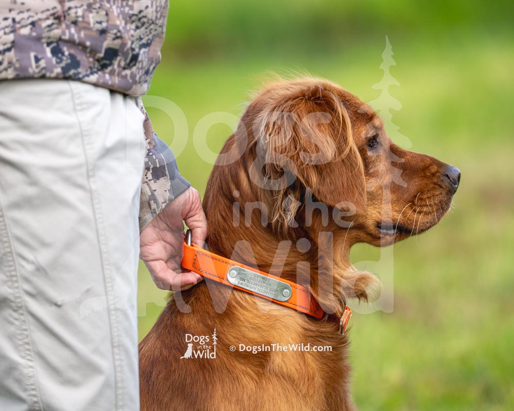 Penobscot Retriever Club, Maine Hunt Test Photography, Golden Retriever by Mike Hosier