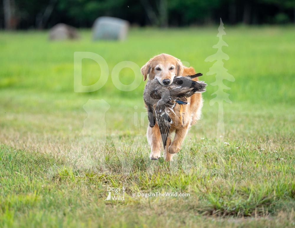 Penobscot Retriever Club, Maine Hunt Test Photography, Golden Retriever by Mike Hosier