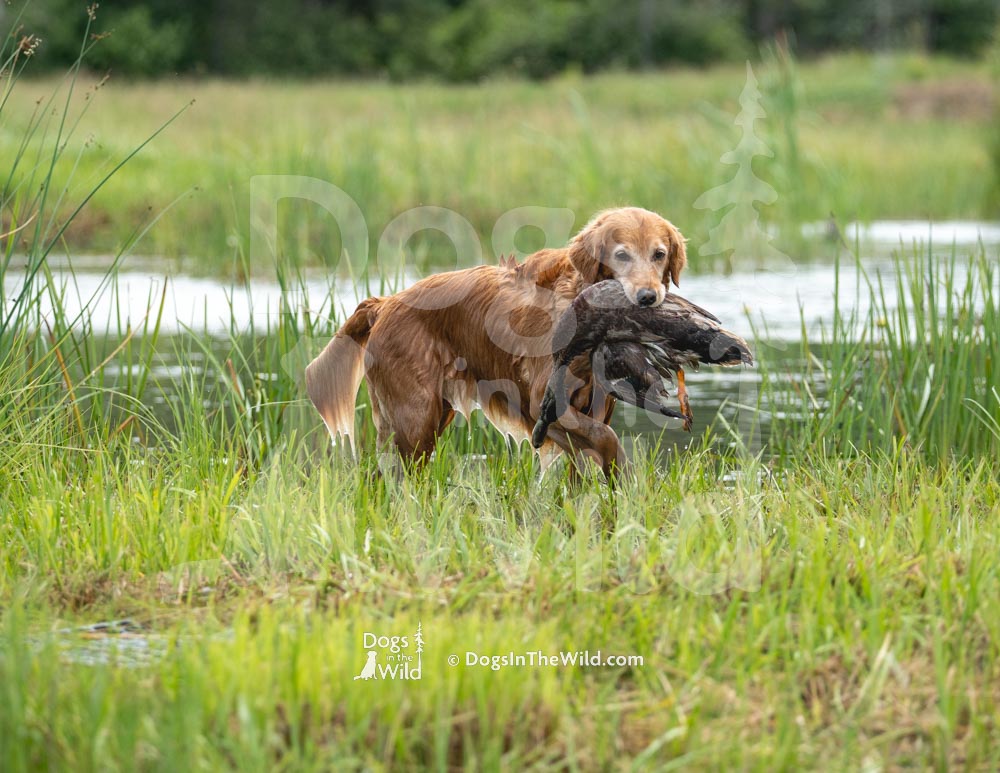 Penobscot Retriever Club, Maine Hunt Test Photography, Golden Retriever by Mike Hosier