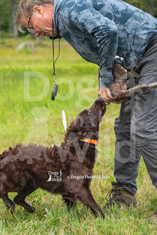 Penobscot Retriever Club, Maine Hunt Test Photography, Boykin Spaniel by Mike Hosier