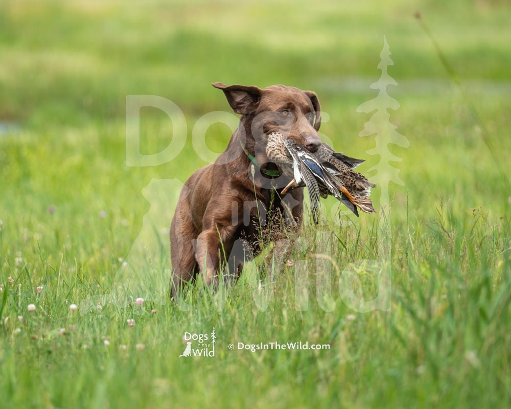 Penobscot Retriever Club, Chocolate Lab by Mike Hosier