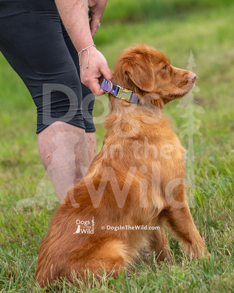 Penobscot Retriever Club, Nova Scotia Duck Toller by Mike Hosier