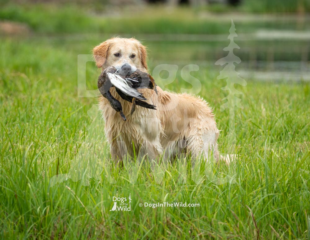 Maine Dog Photography - Retriever Hunt Test