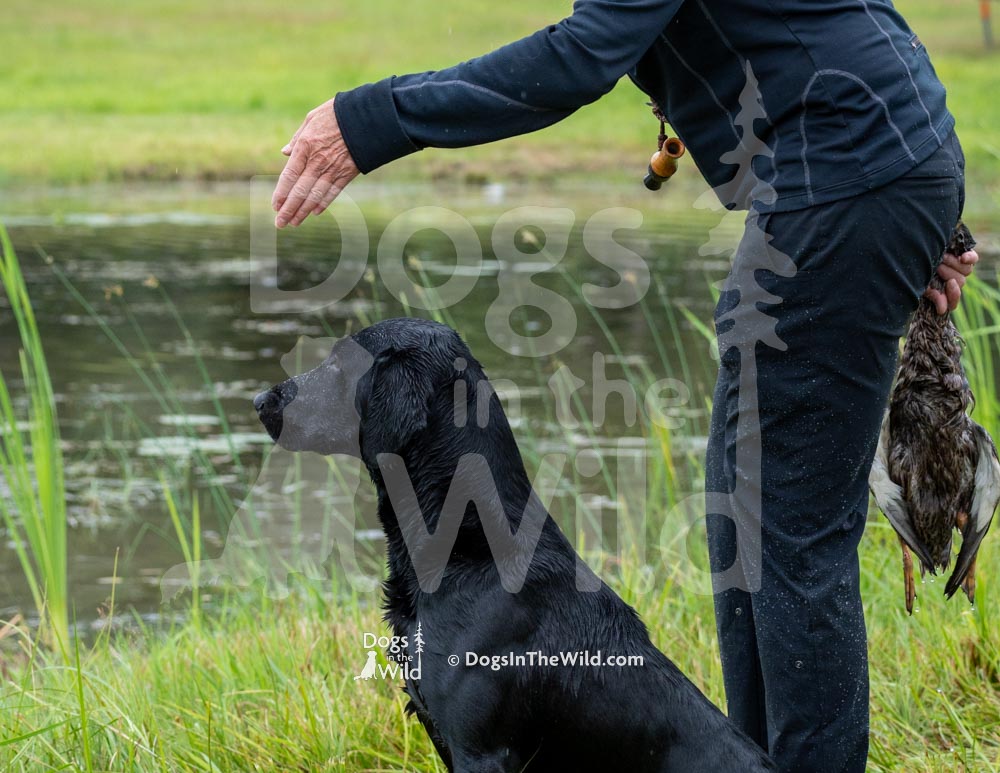 Maine Dog Photography - Black Labrador Retriever by Mike Hosier
